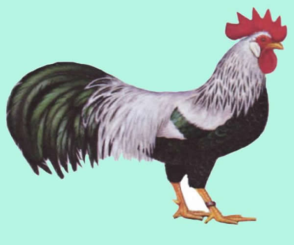 Italiener silberfarbig